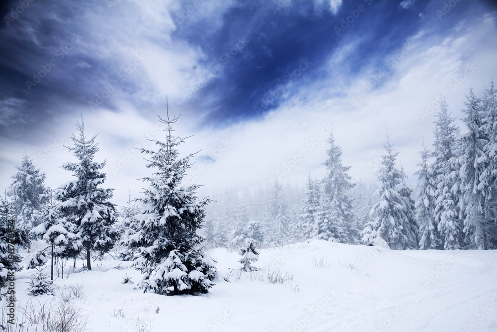 Obraz premium Winter landscape with snowy fir trees
