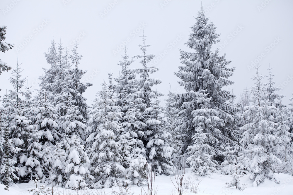 Winter landscape with snowy fir trees Winter landscape with snowy fir trees