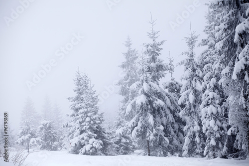Winter landscape with snowy fir trees © erika8213