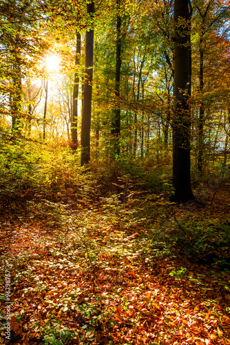 Wald im Herbst mit Sonne