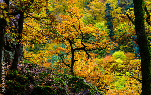 Golden autumnal trees in the forest, nature