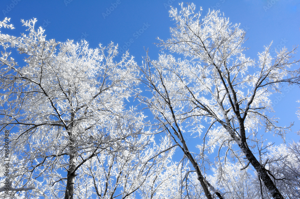 Snowy Winter Scene