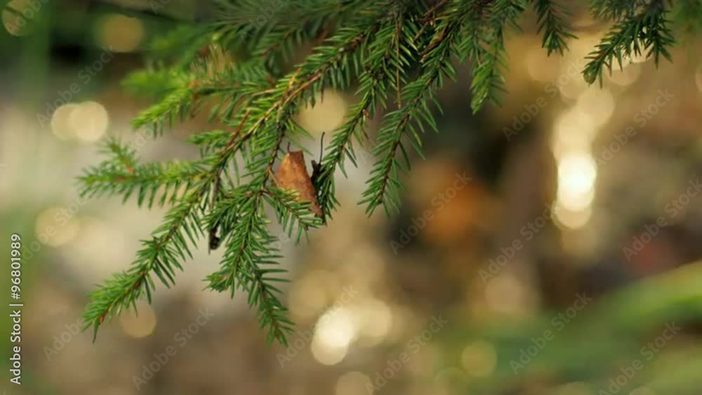 Isolated pine branch with bokeh balls in background Isolated pine branch with bokeh balls in background