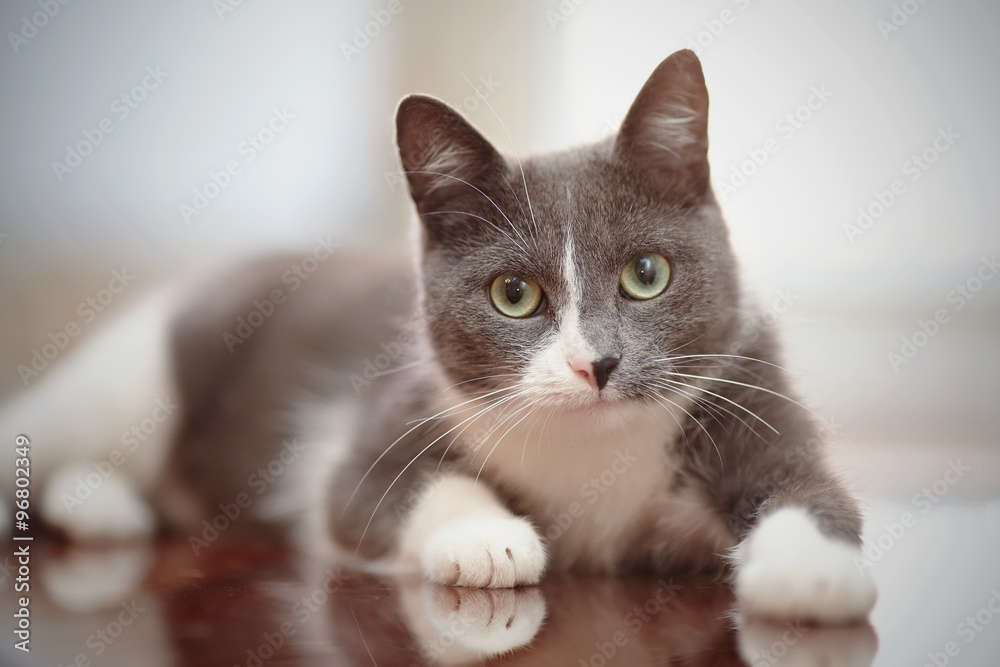Domestic lovely cat of a smoky-white color