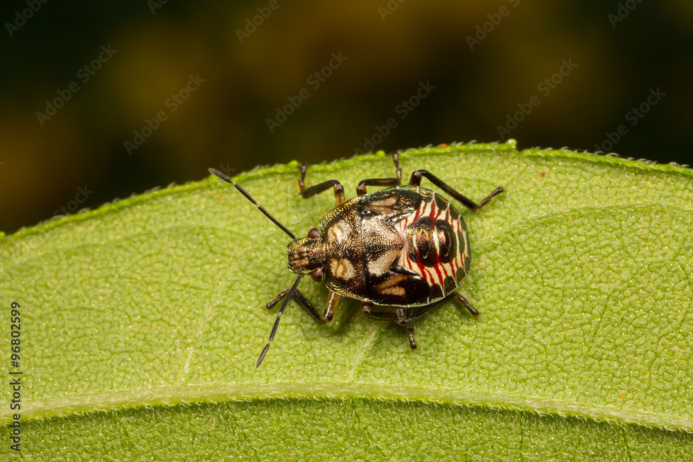 Stink Bug Nymph Podisus Placidus Stink Bug Nymph Podisus Placidus