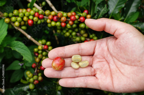 Fresh coffee bean from coffee cherry.