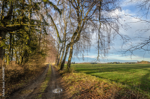 German landscape with birch trees alongside a path