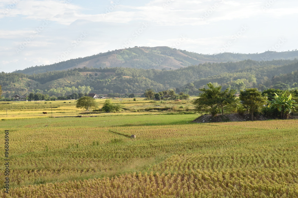 Terrace rice fields in Mae chaem, Chaing Mai, Thailand
