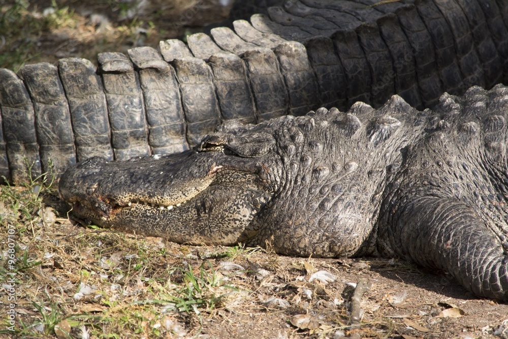 Fototapeta premium Alligator sunning itself close up