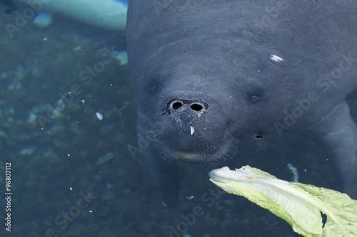 Manatee breathing air