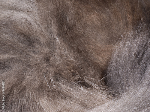 Мех кота. Текстура. Мех серый, шерсть длинная, пушистая. Шерсть кота, собаки или волка