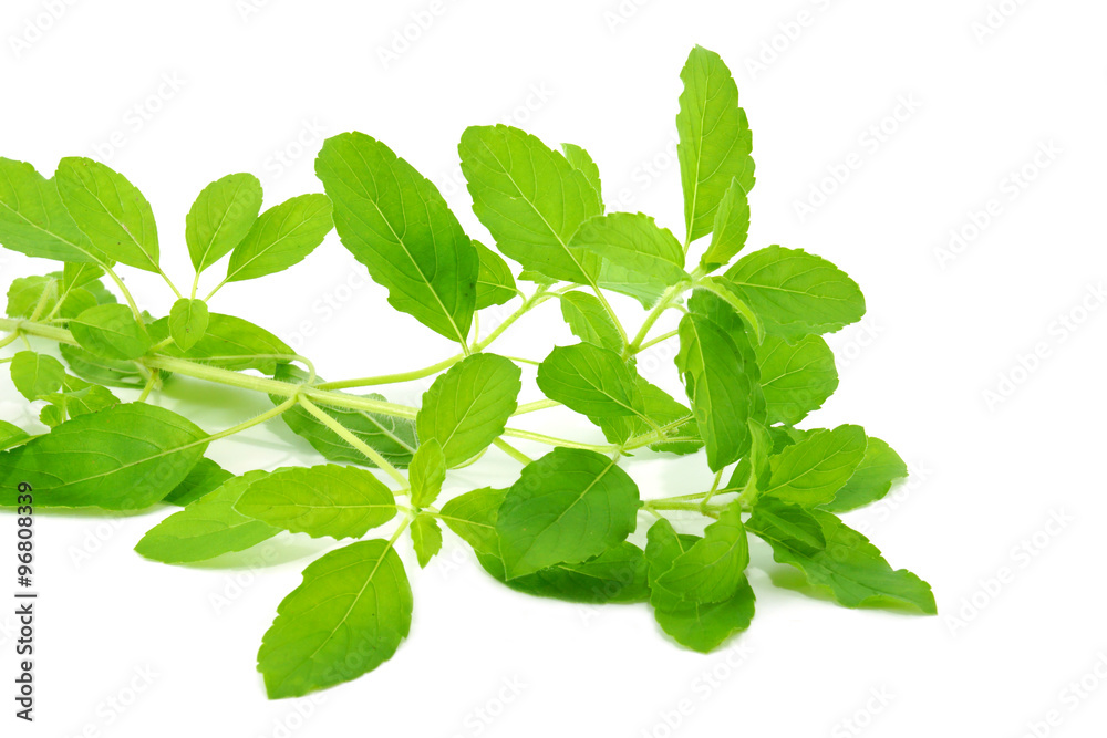 Green leaves of the herb