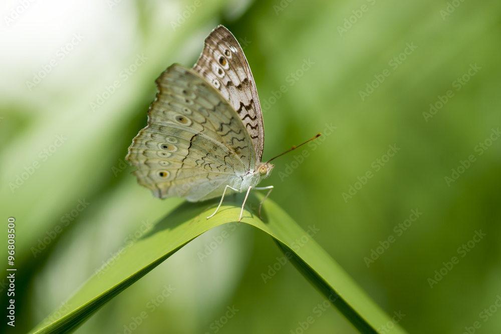 Butterfly name Grey Pansy (Junonia atlites) Butterfly name Grey Pansy (Junonia atlites)