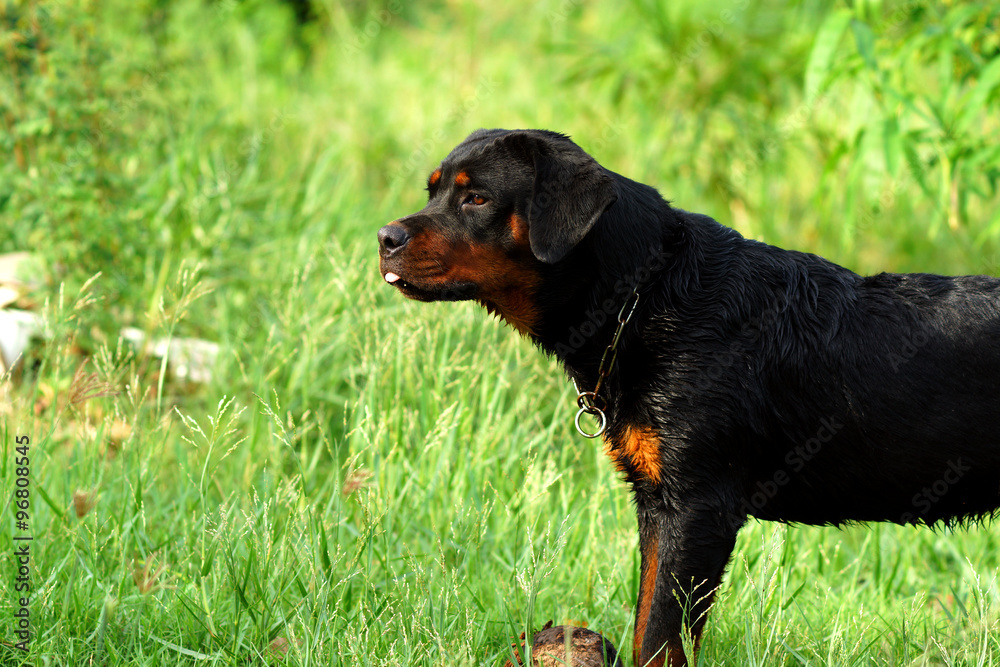Portrait of nice Rottweiler in the meadow