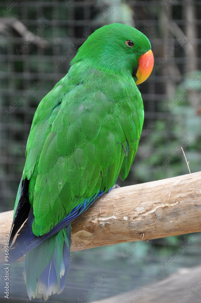 Parrot Thailand