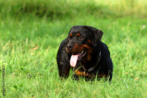 Portrait of nice Rottweiler in the meadow