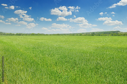 green field and blue sky with clouds © alinamd