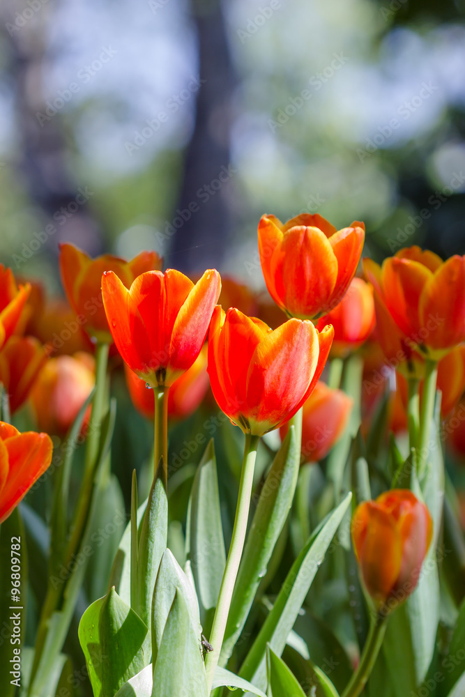 Blooming spring flowers tulips in the garden Blooming spring flowers tulips in the garden