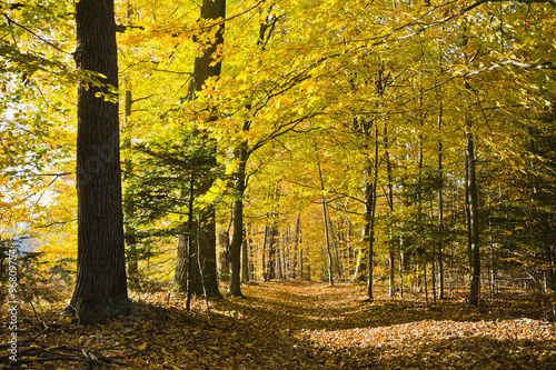 Las w pięknych jesiennych kolorach w pogodny dzień. Pięknie wybarwione jesienne liście na drzewach w lesie.