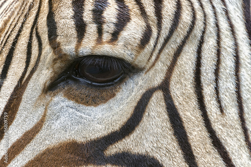 Zebra eye close-up