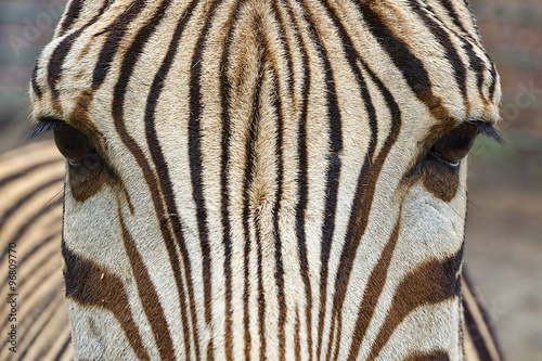 Zebra head close-up. #96809770