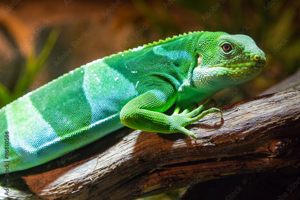 Fototapeta premium The fiji iguana (Brachylophus fasciatus)
