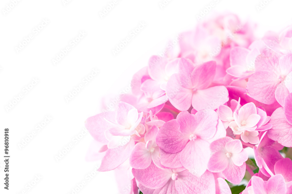 sweet  pink hydrangea flowers on a white background , selective