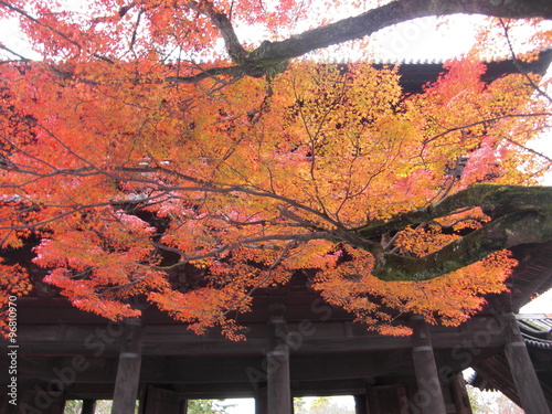 京都永観堂の紅葉