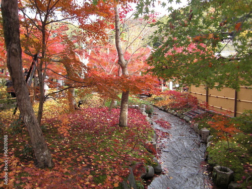 京都紅葉