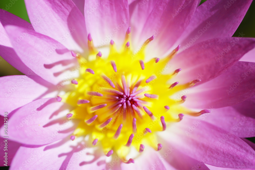 Pink Lotus flower Pink Lotus flower