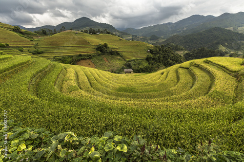 Rice fields on terraced of Mu Cang Chai, YenBai, Vietnam.