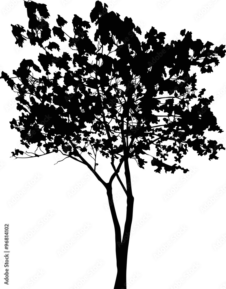 Obraz premium illustration with black maple isolated on white