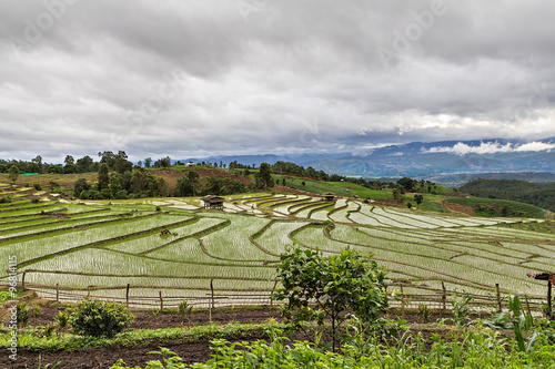 Rice seedling on terrace rice fields in Chiang mai  Thailand