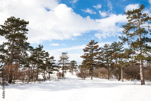 Wallpaper Mural Winter background with pine trees Torontodigital.ca