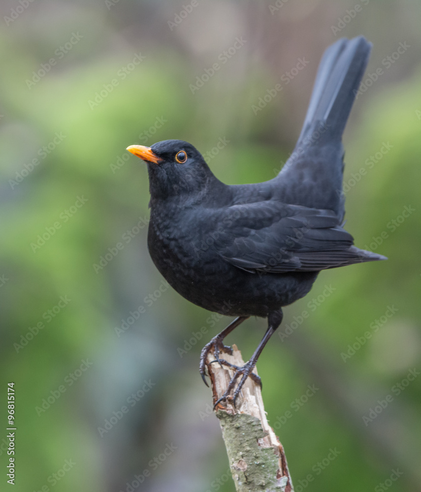 Fototapeta premium Blackbird