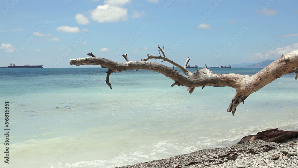 Old snag near coast sea at sunny day.