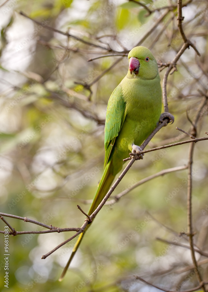 Found in the Wilds of Inner London. A flock of green parrots live in Kensington Garden. They are the offspring of parrots that escaped captivity and now live free in the woods in the garden. Found in the Wilds of Inner London. A flock of green parrots live in Kensington Garden. They are the offspring of parrots that escaped captivity and now live free in the woods in the garden.