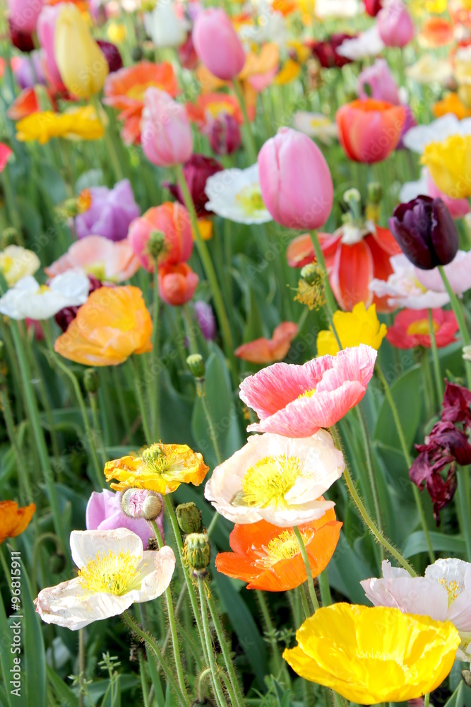 Fototapeta premium Poppies and Tulips 5