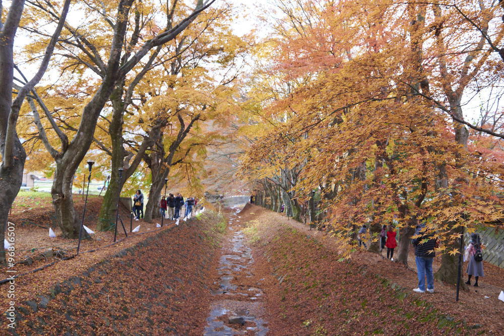 autumn in Japan