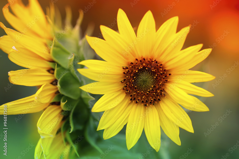 Obraz premium Bright sunflowers with selective focus