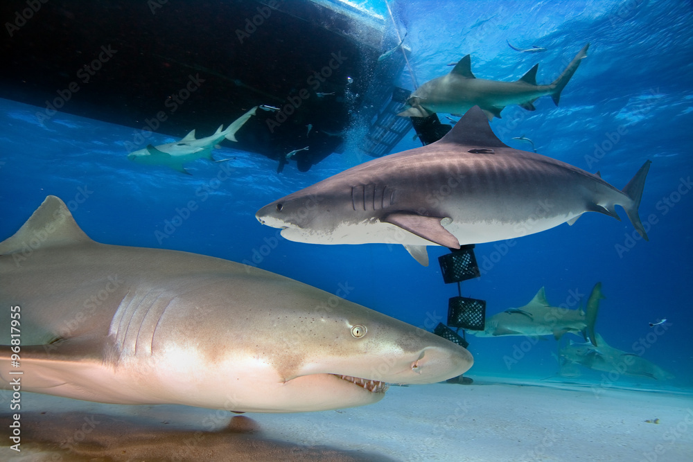 Fototapeta premium Tiger and Lemon Sharks swimming under a boat 
