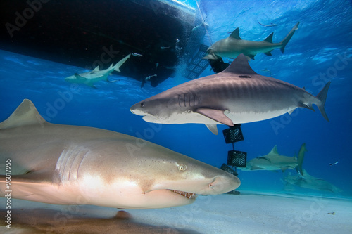 Tiger and Lemon Sharks swimming under a boat 