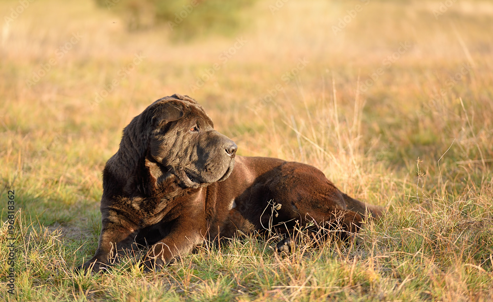 Old shar pei dog resting in field