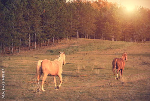 Fototapeta Naklejka Na Ścianę i Meble -  Horses running in the field