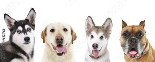 Cute dogs isolated on white