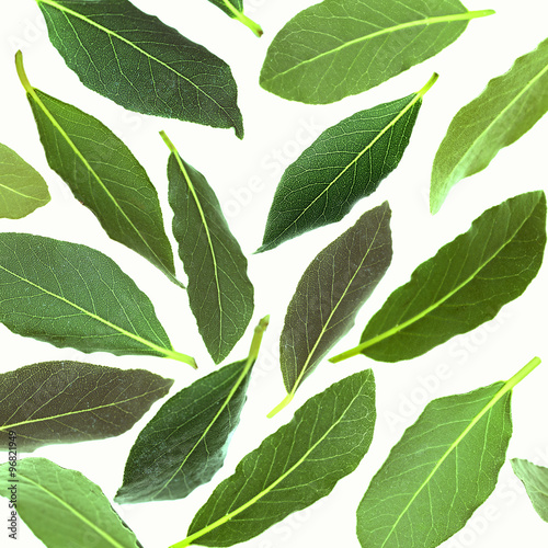 Fresh green bay leaves, isolated on white