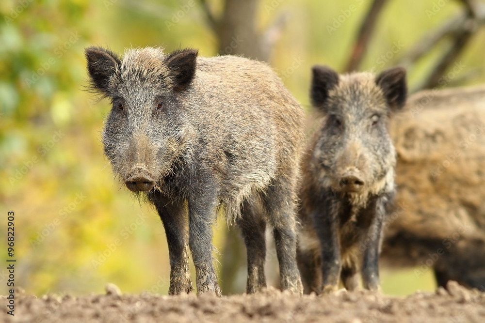 family of wild hogs family of wild hogs