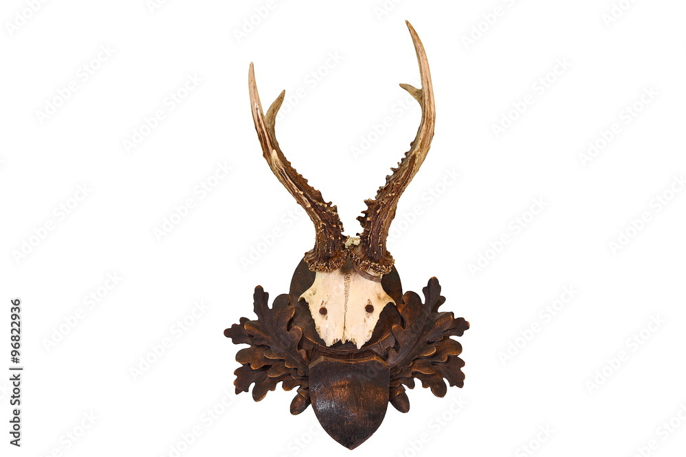 isolated roe deer hunting trophy