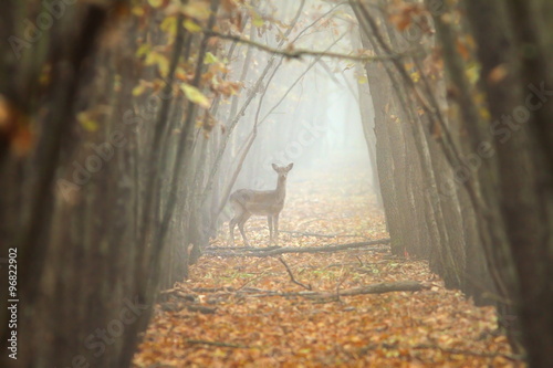 Valokuvatapetti fallow deer in misty forest