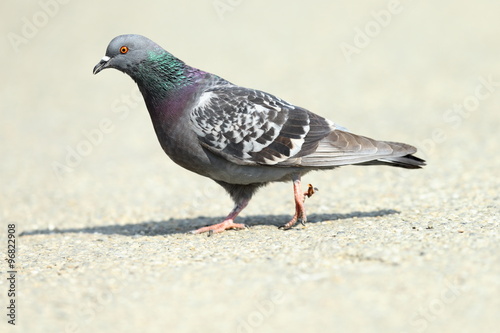 feral pigeon on park alley